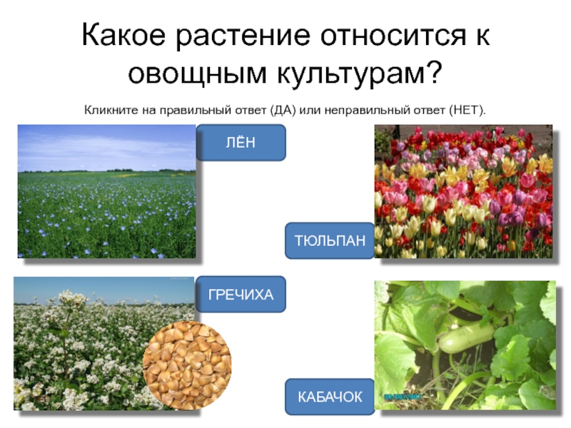 Практическая работа 3 класс окружающий мир растениеводство. Какое растение относится к овощным. Какое растение относится к овощным культурам. Группы растений в растениеводстве. Какие растения относятся к растениеводству.