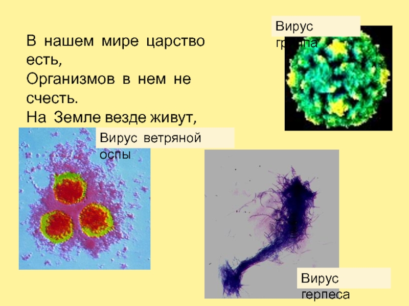 Как живут вирусы. Вирусы какое царство. Вирус это живой организм. В почве вирус чем убрать.