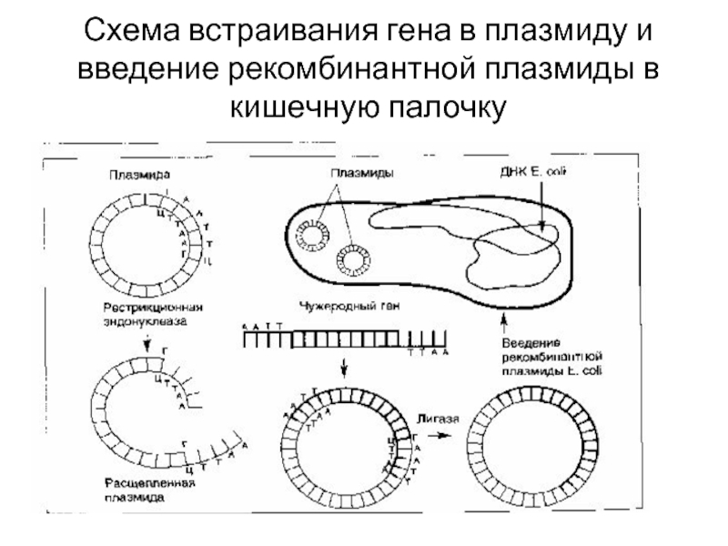 Методы введения плазмид