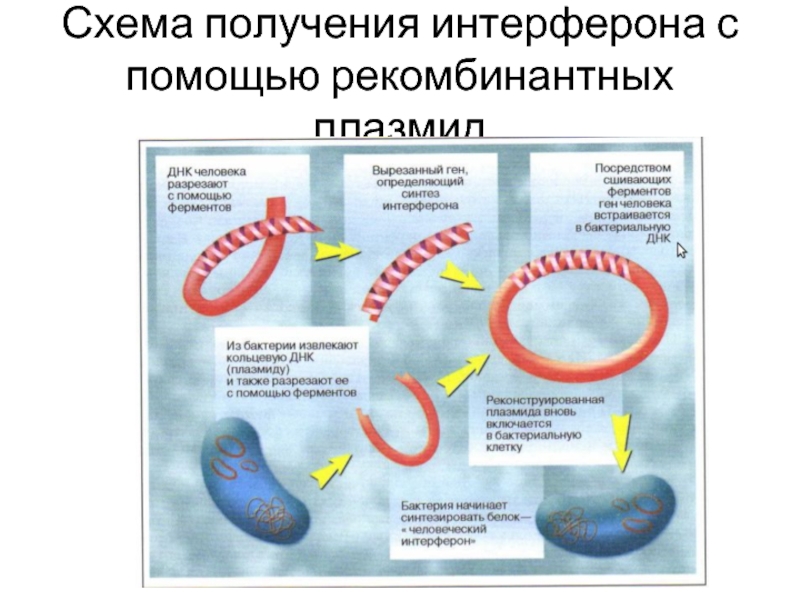 Технологическая схема получения интерферона