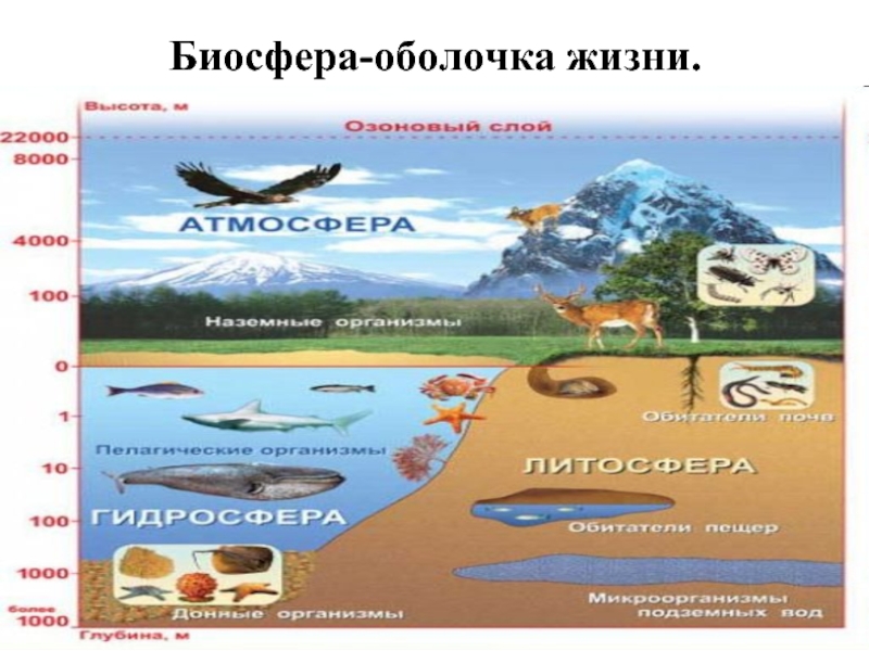 Биосфера 10. Оболочки биосферы. Биосфера оболочки биосферы. Оболочка жизни. Биосфера Живая оболочка земли 5 класс.