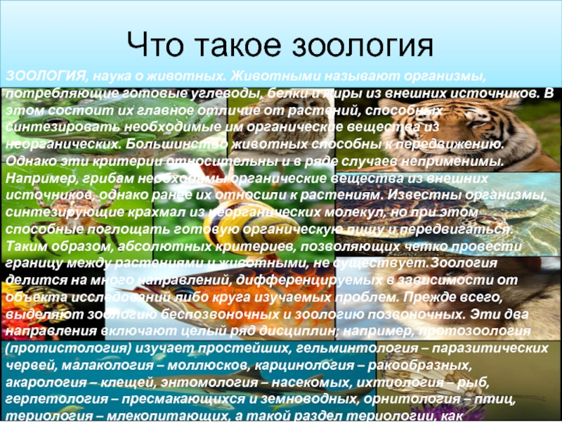 Проект на тему зоология