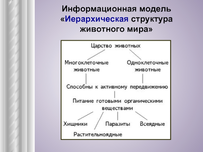 Структура животного мира в виде схемы