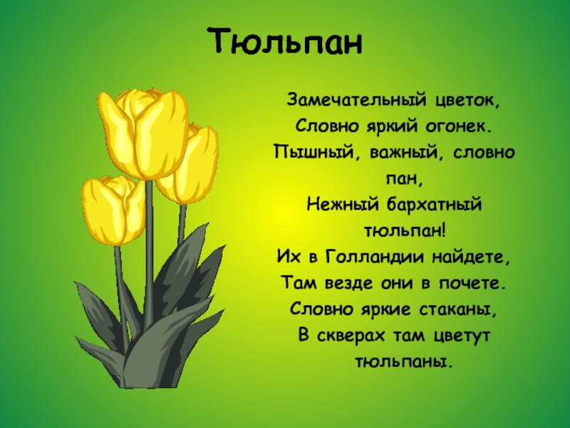 ТюльпанЗамечательный цветок,Словно яркий огонек.Пышный, важный, словно пан,Нежный бархатный тюльпан!Их в Голландии