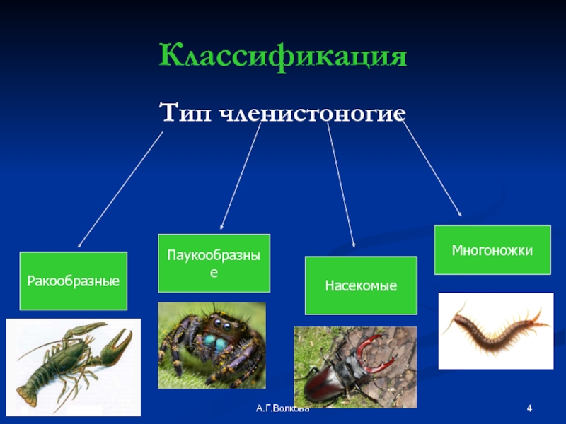 Классификация типа членистоногие. Членистоногие систематика. Систематика типа Членистоногие. Тип Тип Членистоногие паукообразные.