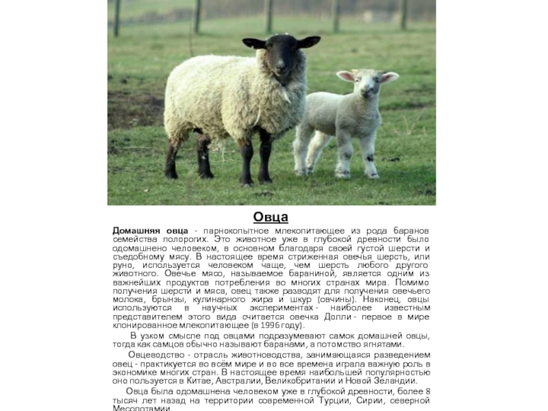 Домашнее сельскохозяйственное животное сообщение 3 класс окружающий. Сообщение о овце 3 класс. Овца домашние животные описание. Овцы домашние животные сообщение. Доклад про домашних животных.