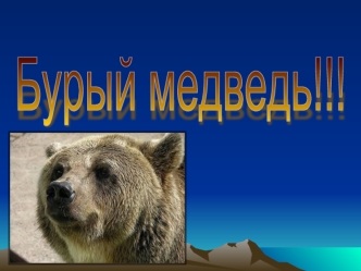 Бурый медведь!!!