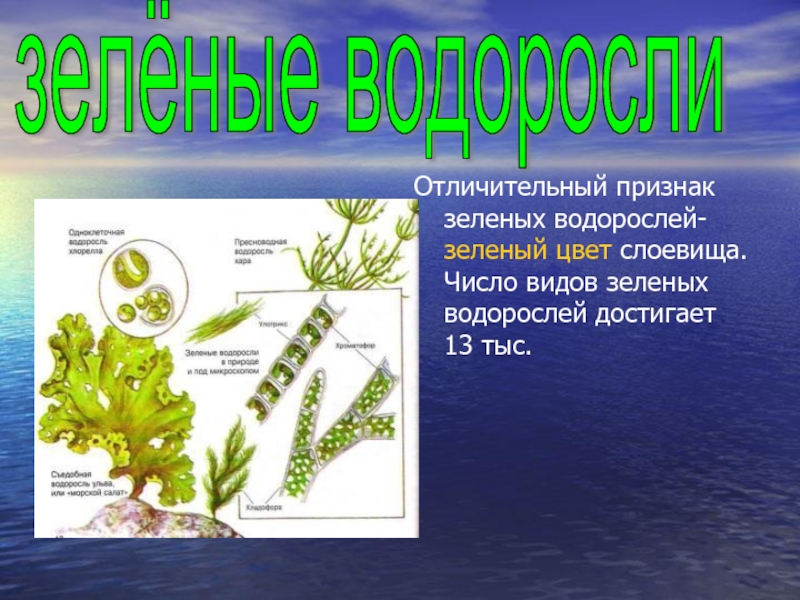 3 признака водорослей