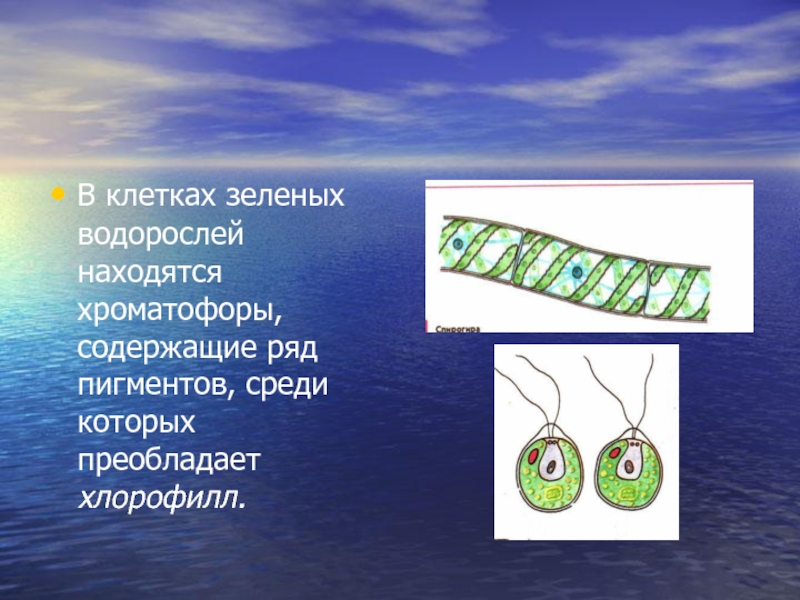 Что преобладает у водорослей. Клетка водоросли. Хроматофоры в клетках водорослей. Клетка зеленой водоросли. Пигменты в хроматофорах водорослей.
