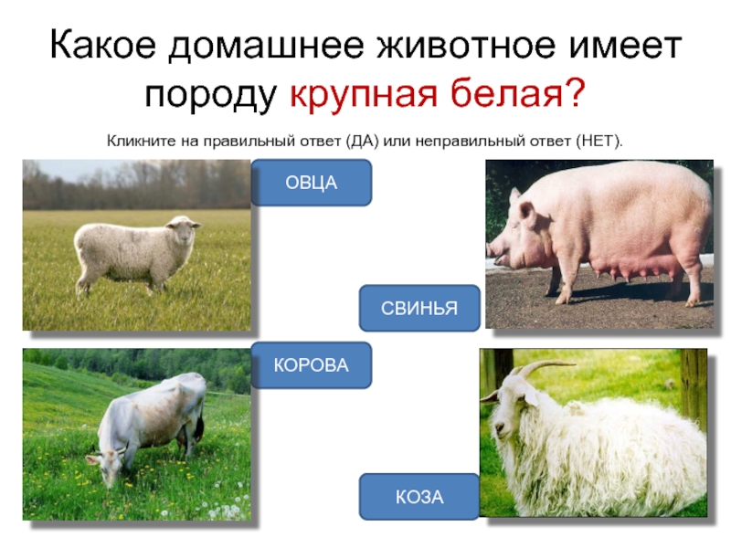 Окр мир животноводство тест. Какое домашнее животное имеет породу крупная белая. Вопросы про животноводство. Тест на тему животноводство. Овцы или свиньи.