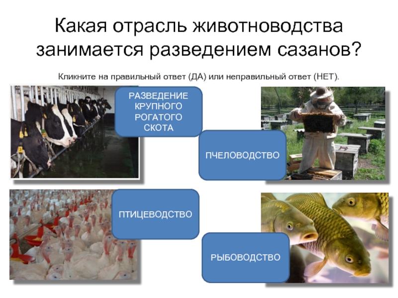 Тест на тему животноводство 3. Рыбоводство отрасль животноводства. Презентация на тему рыбоводство. Какая отрасль животноводства занимается разведением Сазанов. Рыбоводство это кратко.
