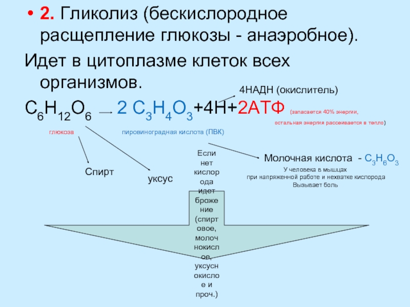 Анаэробный распад глюкозы схема