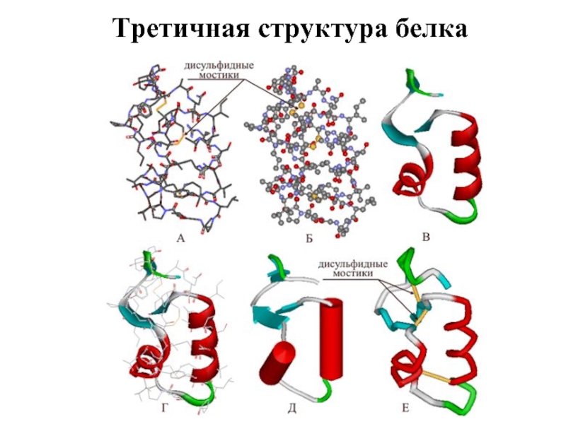 Третичная структура белка фото