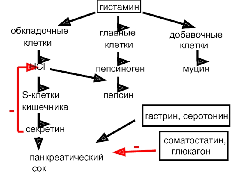 Клетки вырабатывающие пепсиноген