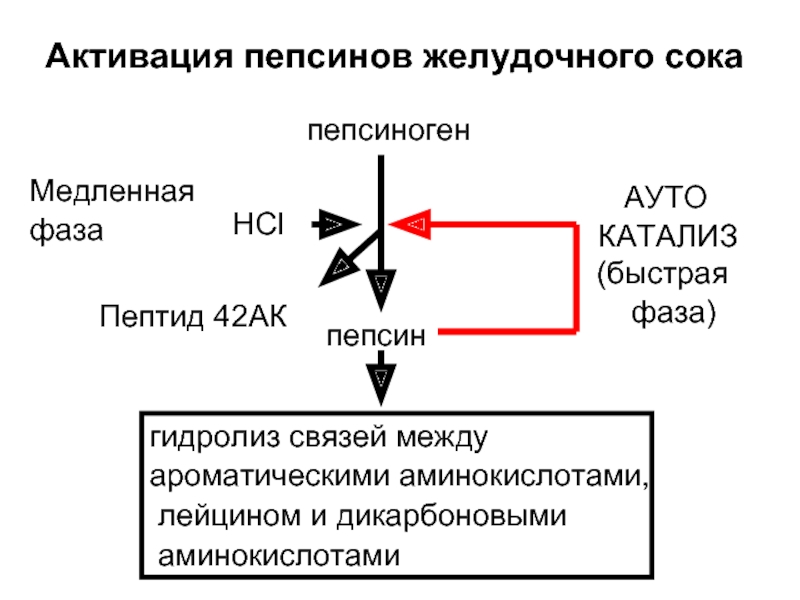 Схему активации пепсиногена