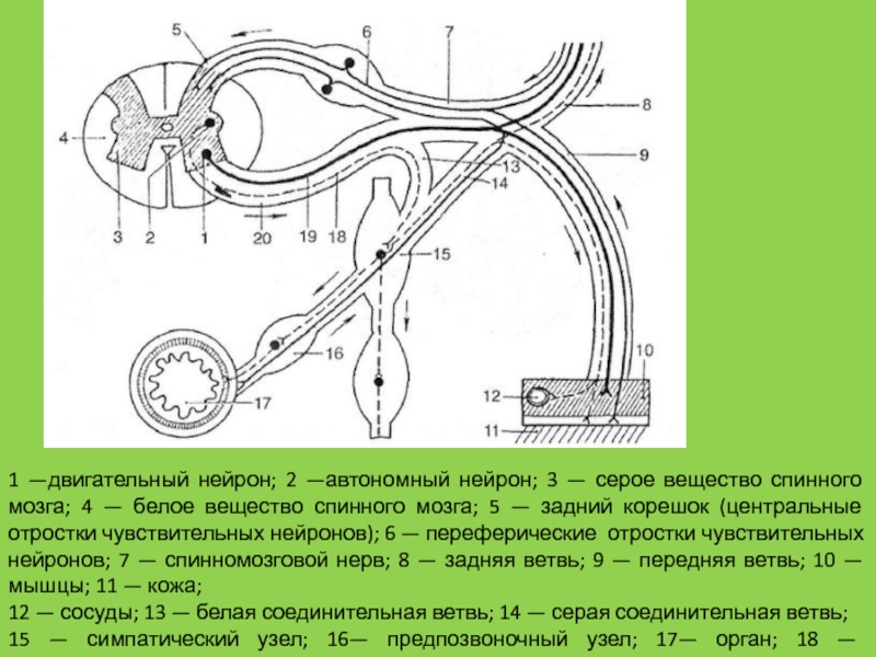 Серые соединительные ветви