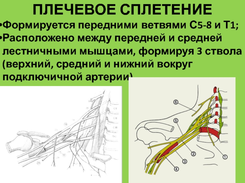 Плечевое сплетение анатомия схема с иннервацией