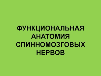 Функциональная анатомия спинномозговых нервов