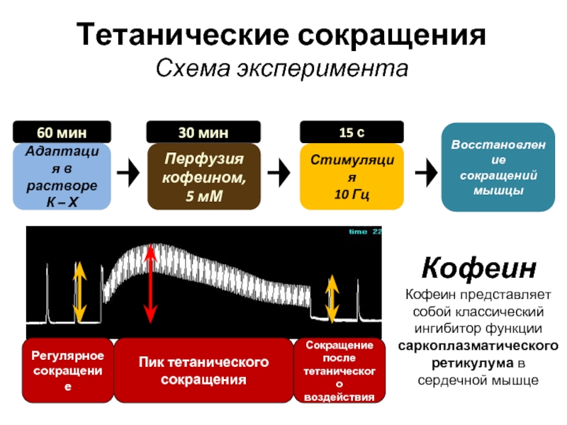 Сокращение сердечной мышцы. Тетаническое сокращение. Тетаническое сокращение мышц. Тетаническое сокращение сердца. Схема сокращения сердечной мышцы.