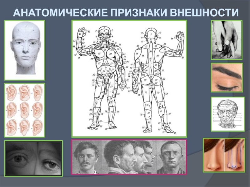 Наглядное изображение внешности человека изготовленное в соответствии с мысленным образом сга