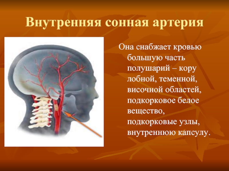 Брахиоцефальные артерии головы. Сегменты внутренних сонных артерий шеи. Правая общая Сонная артерия кровоснабжает.