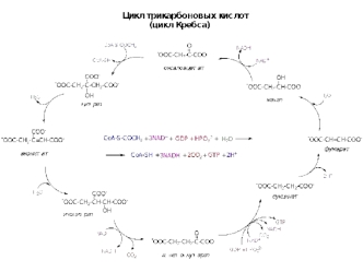Цикл трикарбоновых кислот