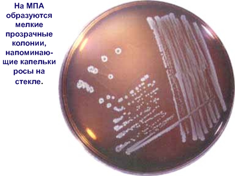 Основа бульона вторичного обогащения для листерий