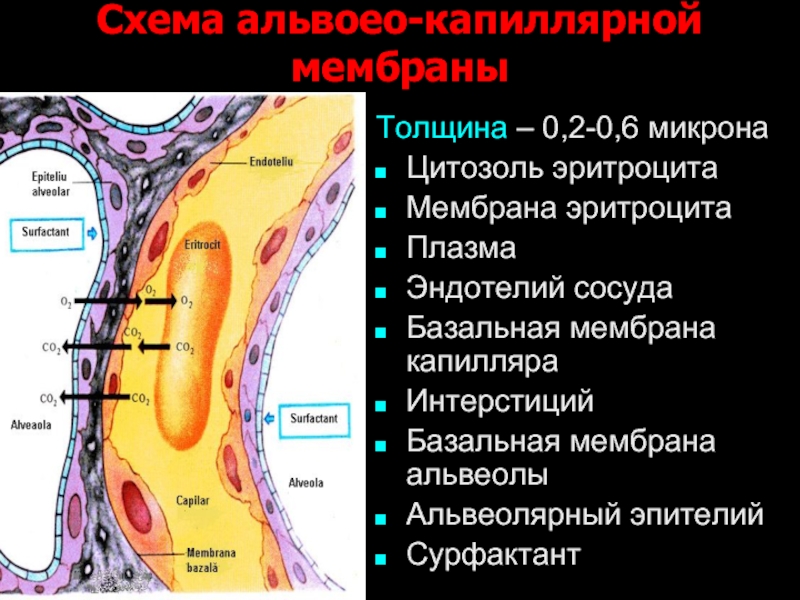 Схема строения аэрогематического барьера