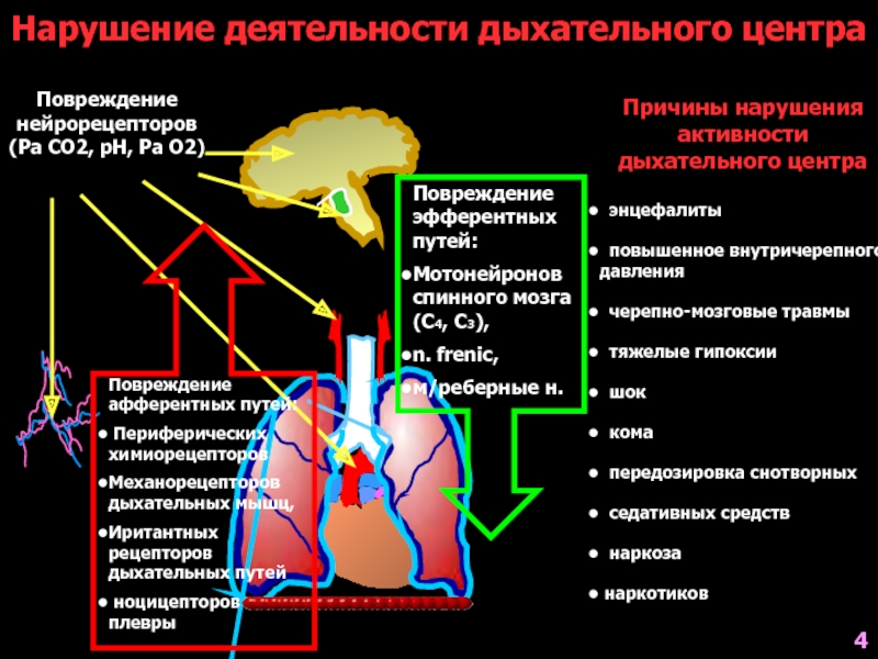 Причины гипоксии мозга. Регуляция деятельности дыхательного центра. Причины нарушения работ дыхательного центра. Факторы влияющие на дыхательную систему. Дыхательный центр в мозге.