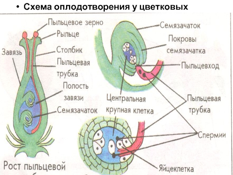 Схема размножения цветковых растений 6 класс