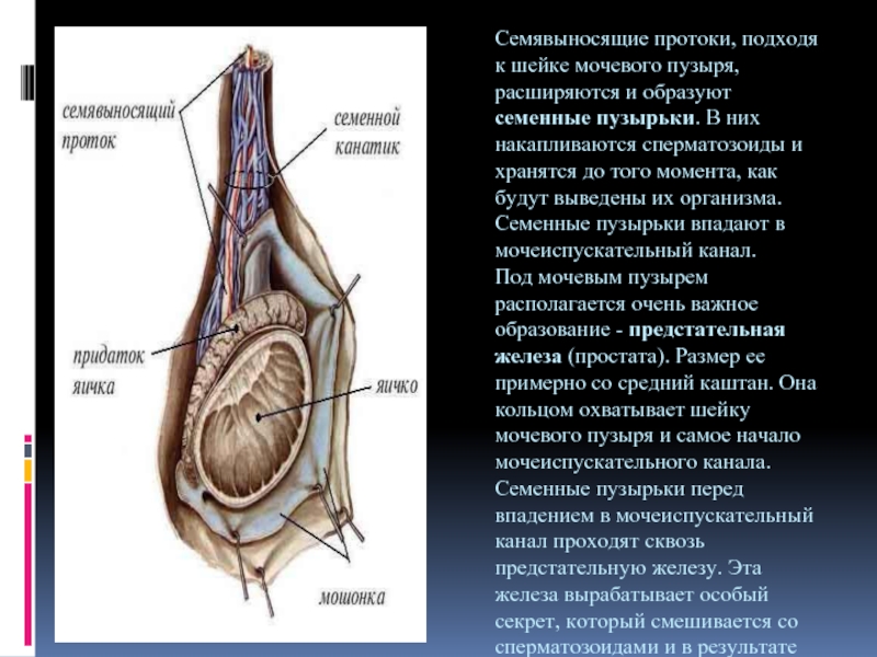 Размеры придатков яичек. Семенной канатик анатомия строение. Семенной канатик и семявыносящий проток. Семявыносящий проток анатомия. Мужская половая система семенной канатик.