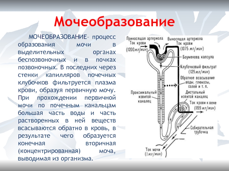 Регуляция мочеобразования схема