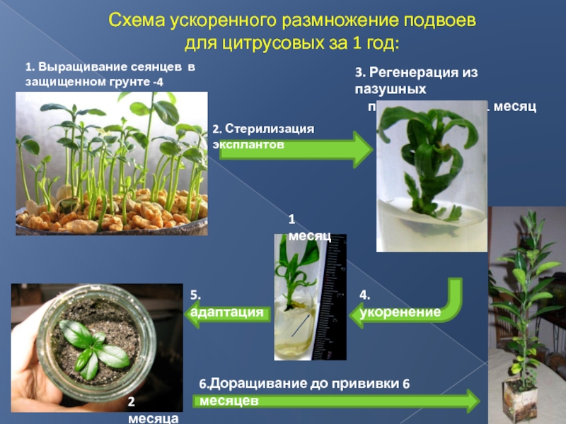 Размножение семенами