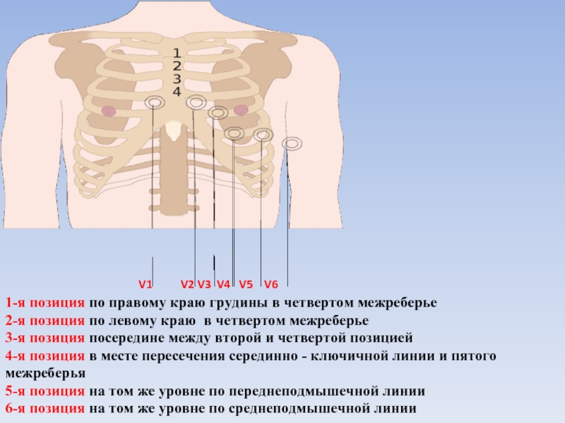 Площадь поверхности грудной клетки у человека. 5ое межреберье. 4е межреберье слева. Четвертое межреберье. II межреберье.