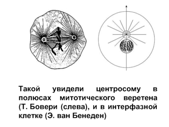 Клеточный центр (лекция 8)