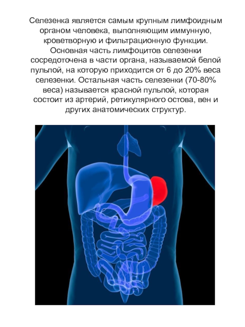 Селезенка. Анатомия человека органы селезенка. Селезенка функции в организме человека.