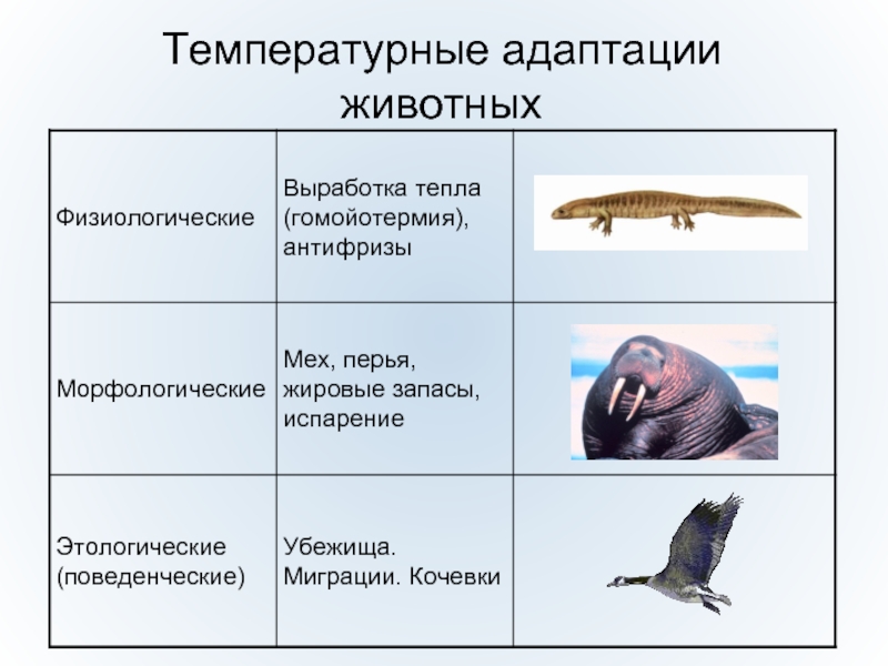 Механизмы приспособления к недостатку воды вида показанного на рисунке являются примером адаптации