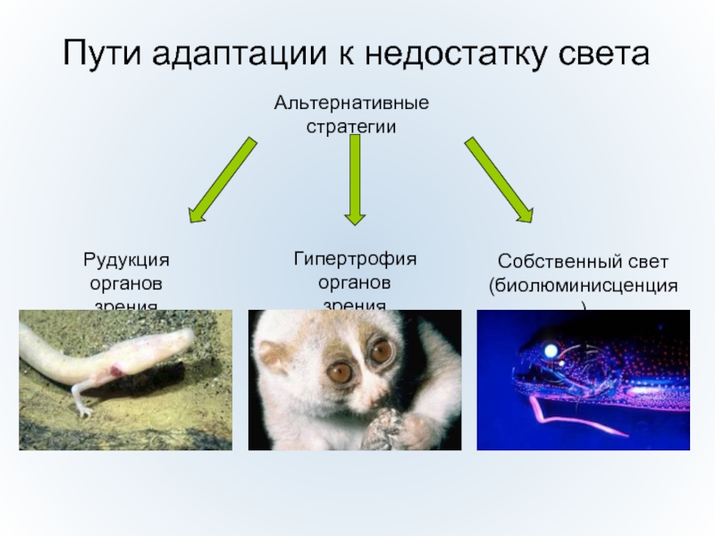 Механизмы приспособления к недостатку воды вида показанного на рисунке являются примером адаптации