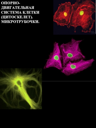 Опорно-двигательная система клетки (цитоскелет). Микротрубочки