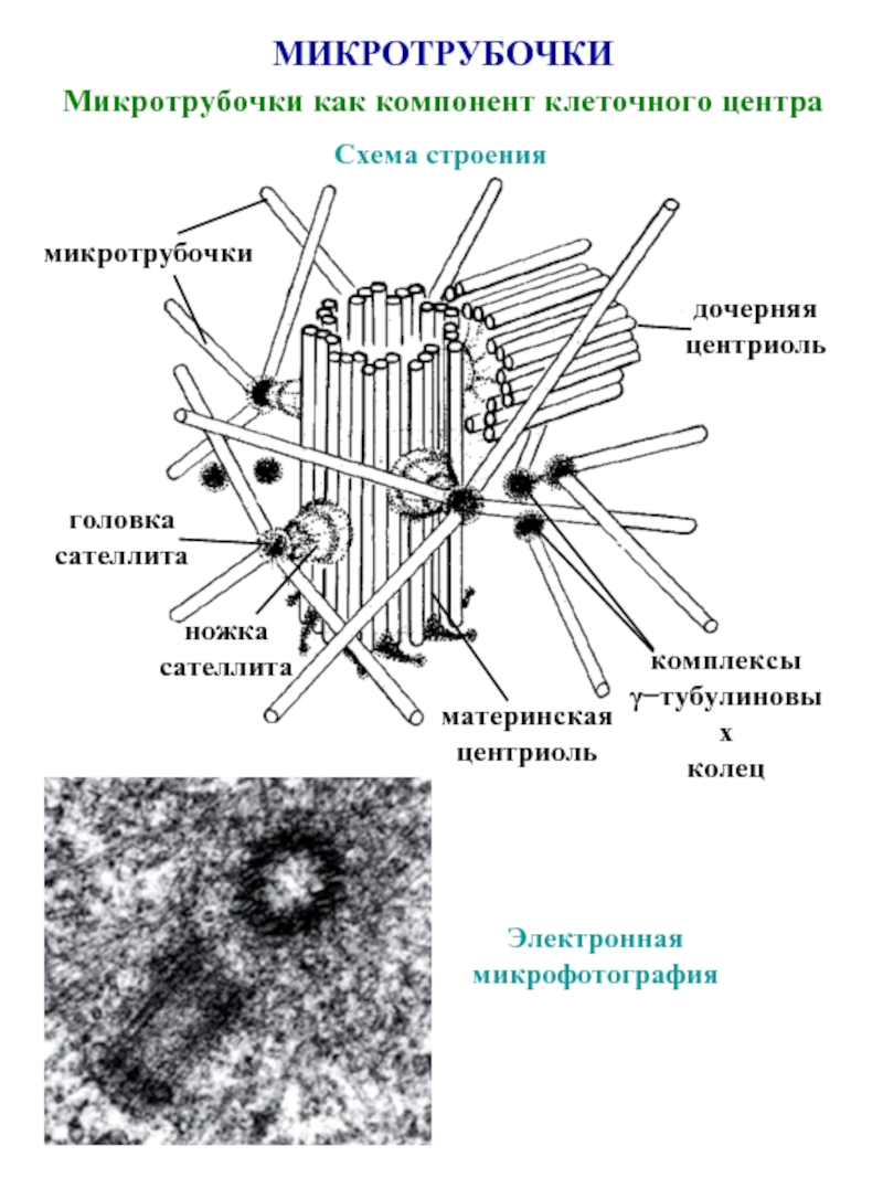 Микротрубочки в какой клетке