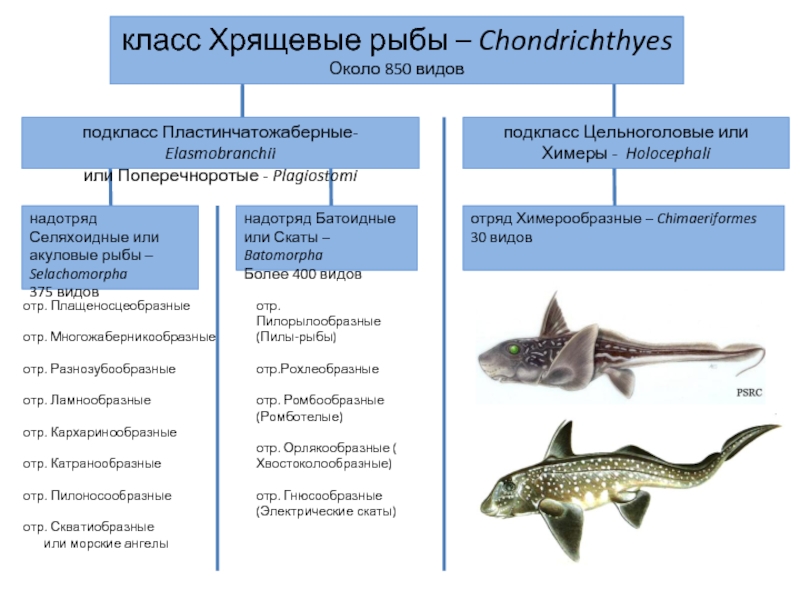 Реферат: Надотряд хрящевых рыб