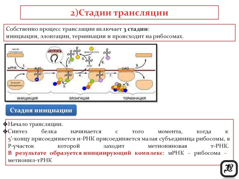 Схема трансляции биохимия