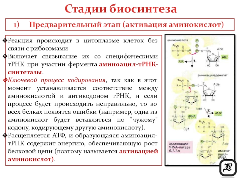 Биосинтез белка в клетке 9 класс презентация