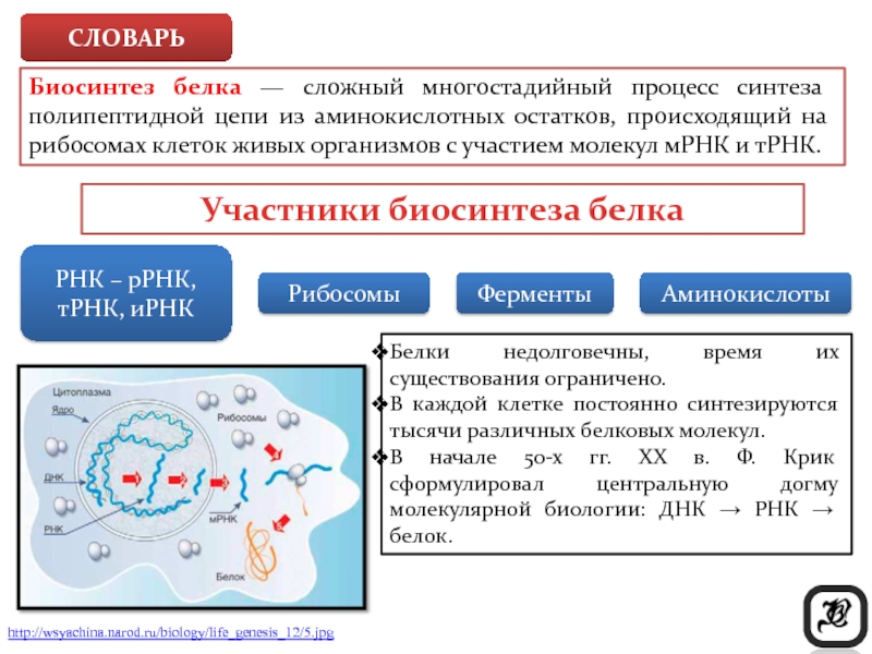 Биосинтез белка технологическая карта