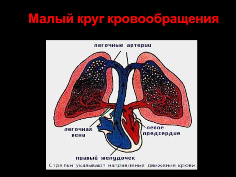 Малый круг кровообращения птиц схема