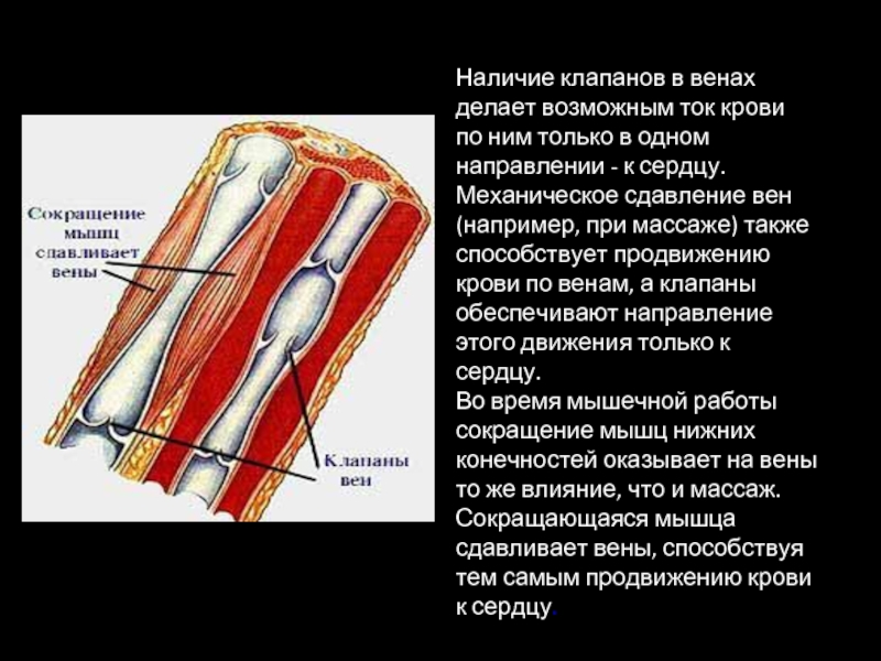 Вены направление движения. Строение вен движение крови по венам. Анатомические особенности вен. Строение клапанов вен.
