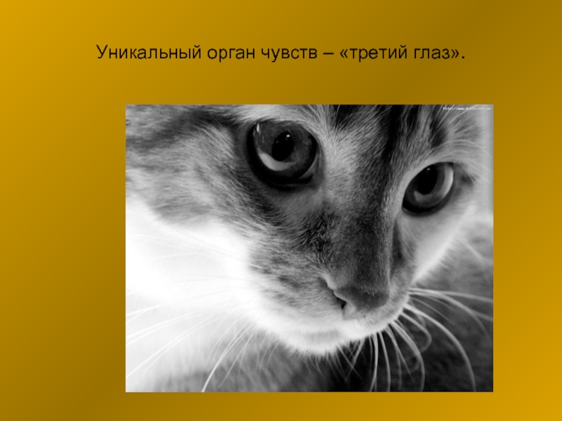 Органы чувств у животных. Органы чувств у зверей. Органы чувств кошки презентация. Изображения органов чувств у животных. Какие органы чувств есть у большинства животных.