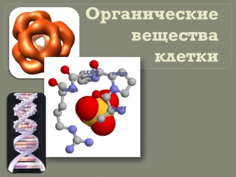 Органические вещества клетки