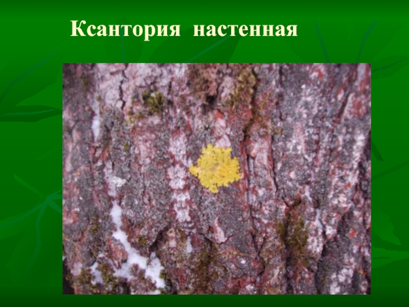 Ксантория настенная. Береза и лишайник ксантория. Береза и лишайник ксантория Тип. Лишайники на территории школы.