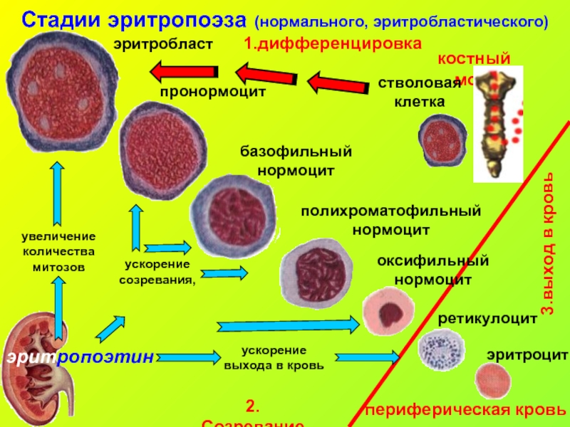 Зрелость клеток. Схема созревания кровяных клеток. Образование эритроцитов эритропоэз. Эритропоэз гистология кратко. Процесс образования клетки эритроцитов.